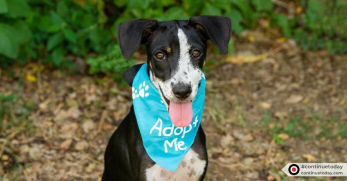 Feature image of Pet Adoption Ultimate Guide