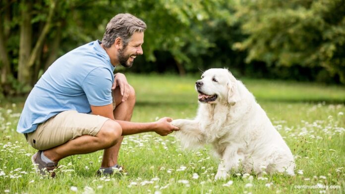 A man in blue shirt training a white dog