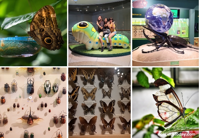 Cockrell Butterfly Center