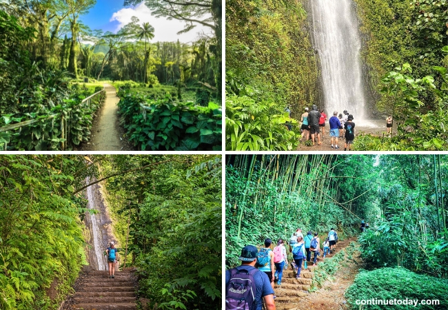 Manoa Falls Trail